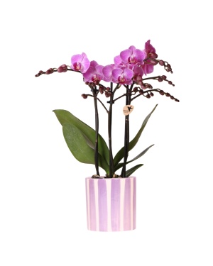Paarse Orchidee Vienna + Stripe Pot Lila - Ø9Cm