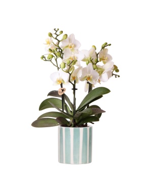 Witte Phalaenopsis Orchidee + Stripe Turquoise - Ø9Cm