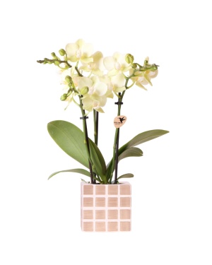 Gele Phalaenopsis Orchidee + Sierpot Bruin Ø9Cm