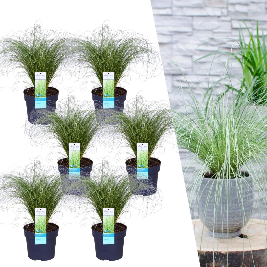 6x Carex Comans 'Frosted Curls' - Ø 14 Cm - ↨ 25 Cm