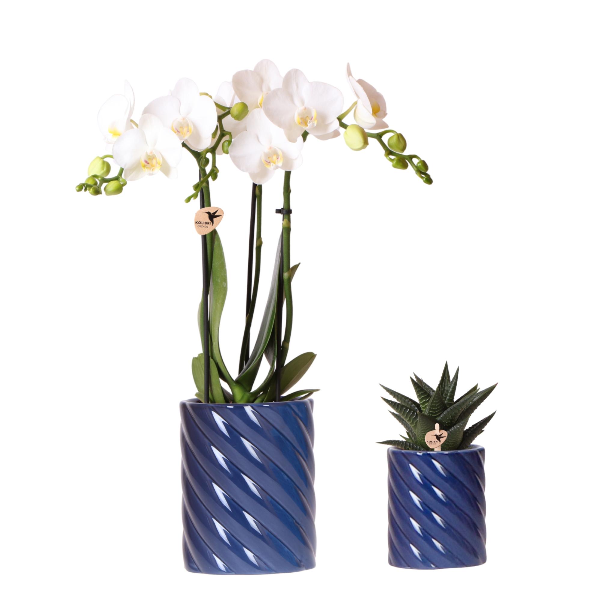 Set Van Witte Orchidee En Succulent In Candy Blauw - Ø9Cm & Ø6Cm