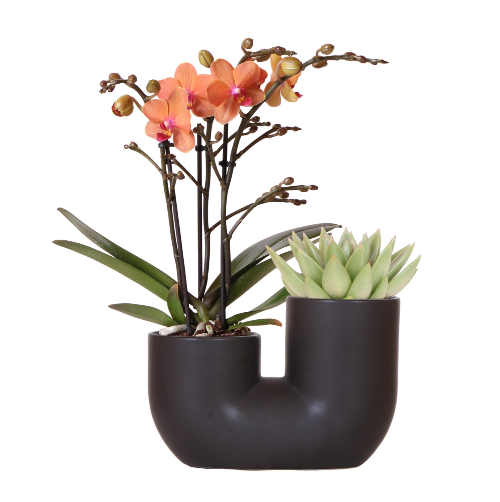 Set Van Oranje Orchidee Bolzano En Succulent In Tube Black - Ø9Cm