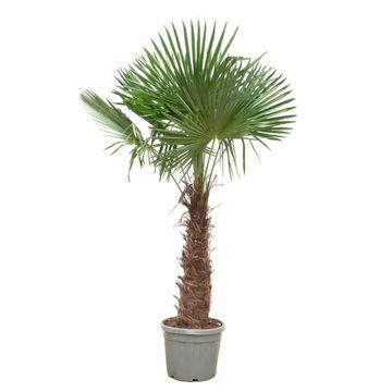 Trachycarpus Fortunei- 250-270 Cm - Ø40-Ø55Cm