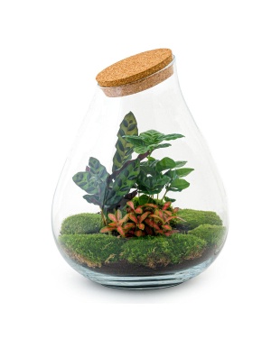 DIY terrarium - Drop XL Rood - ↕ 37 cm - Toolset groot