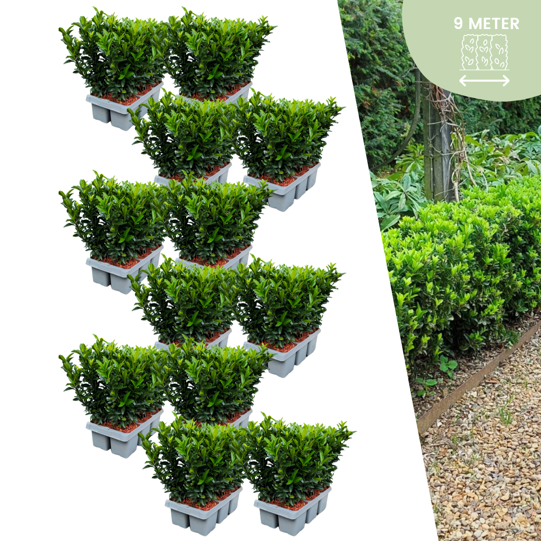 72x Euonymus 'Green Spire' - Kardinaalsmuts - 72 X Ø 7 Cm - ↨ 15 Cm