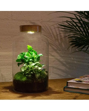 DIY Terrarium - Dome Red