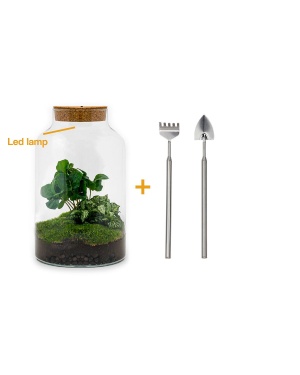 DIY terrarium - Milky Coffea met lamp - ↕ 31 cm - Toolset