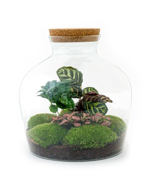 DIY terrarium - Fat Joe Coffea - ↕ 30 cm - Normal