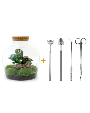 DIY terrarium - Jar - Coffea Arabica - ↕ 28 cm - Rake + Shovel