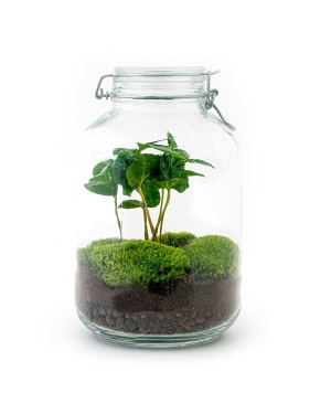 DIY Terrarium - Jar - Coffea Arabica - ↑ 28 Cm