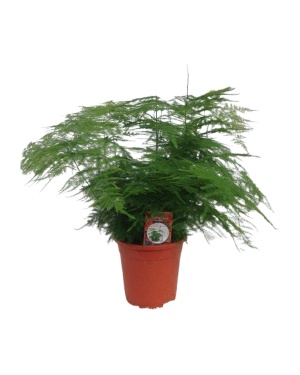 Asparagus Setaceus - Ø17cm - ↕45cm