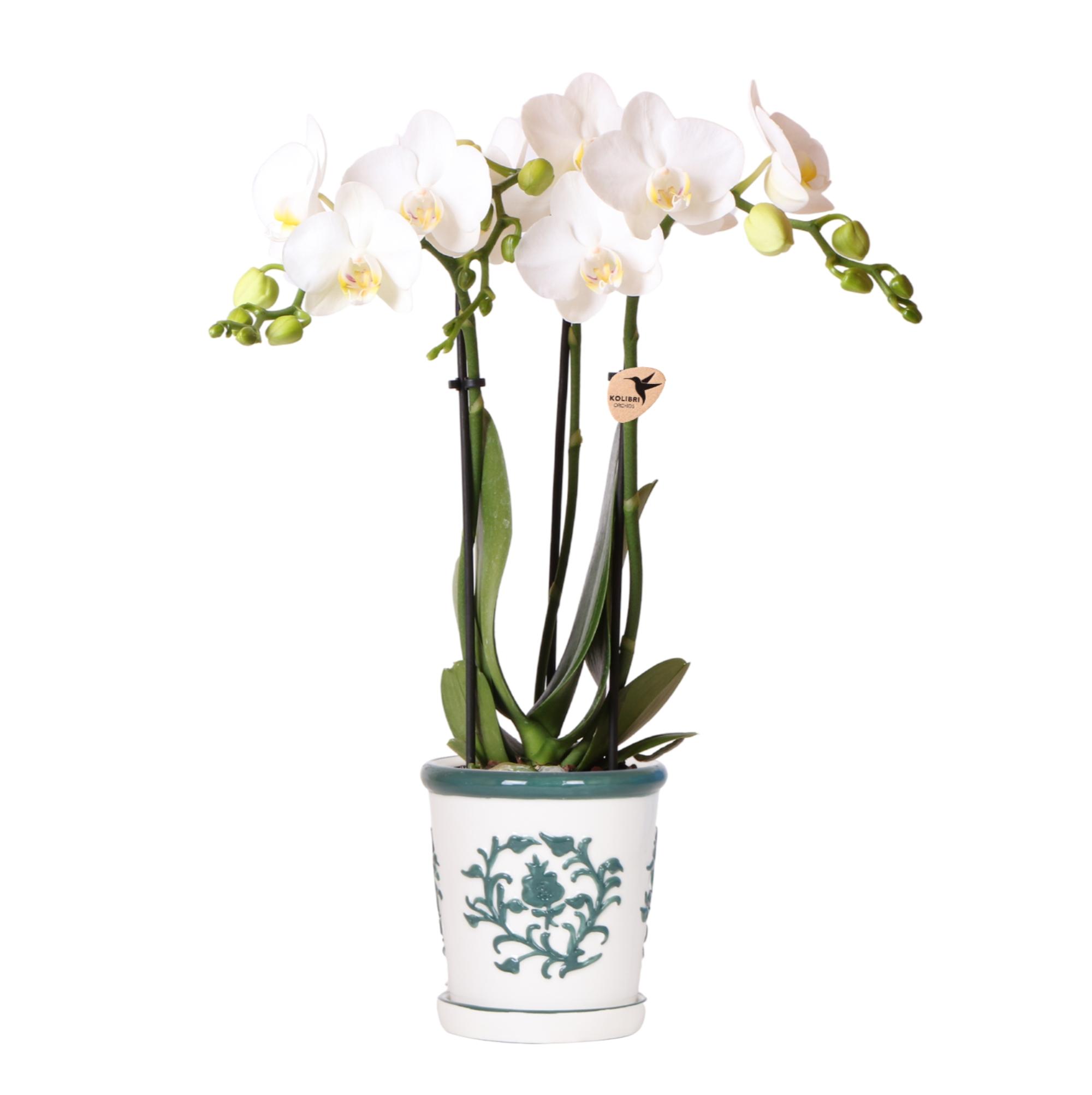 Witte Orchidee Amabilis + Malaga Sierpot Groen - Ø9Cm