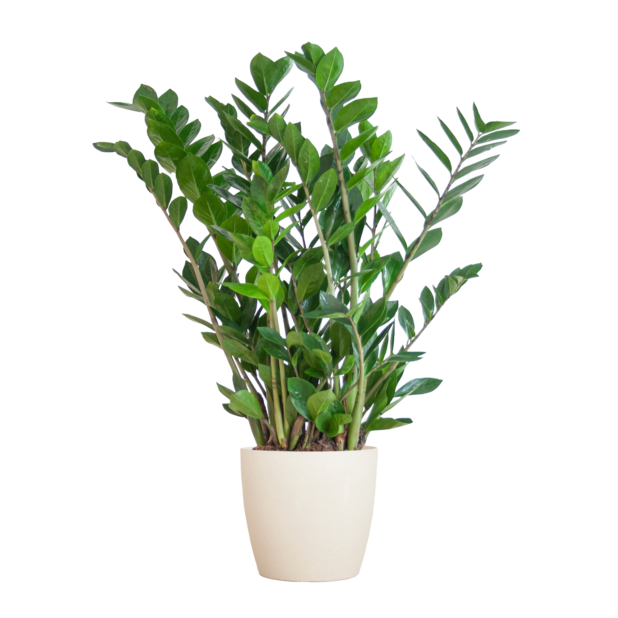 Zamioculcas Zamiifolia Met Viber Wit - 80Cm - Ø21