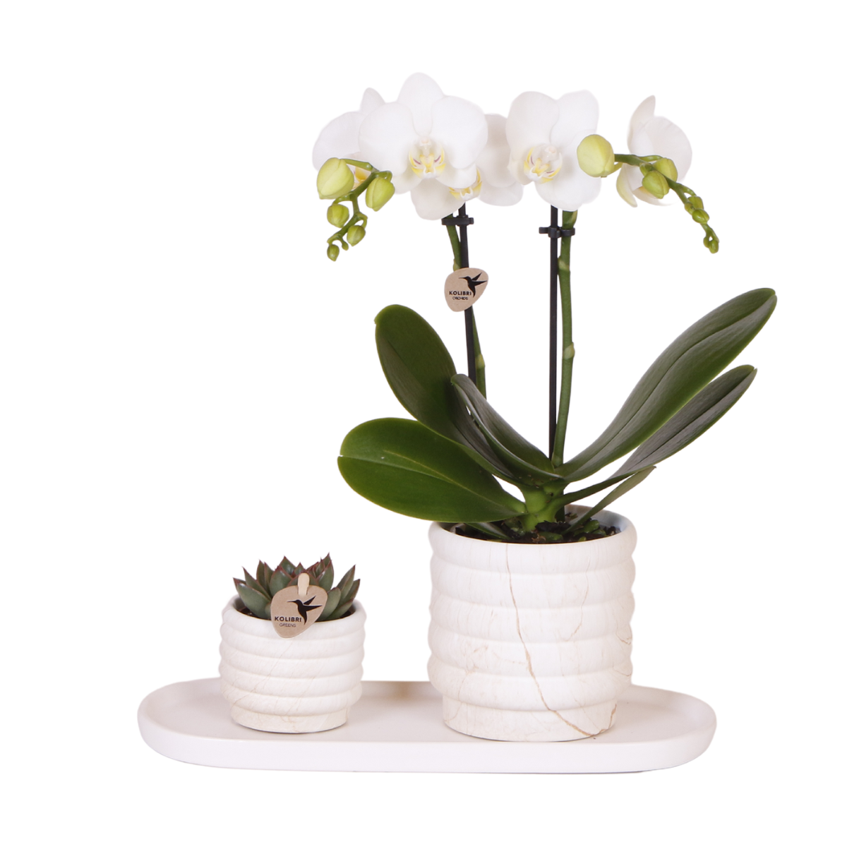 Witte Orchidee En Succulent Incl. Keramiek Op Wit Dienblad