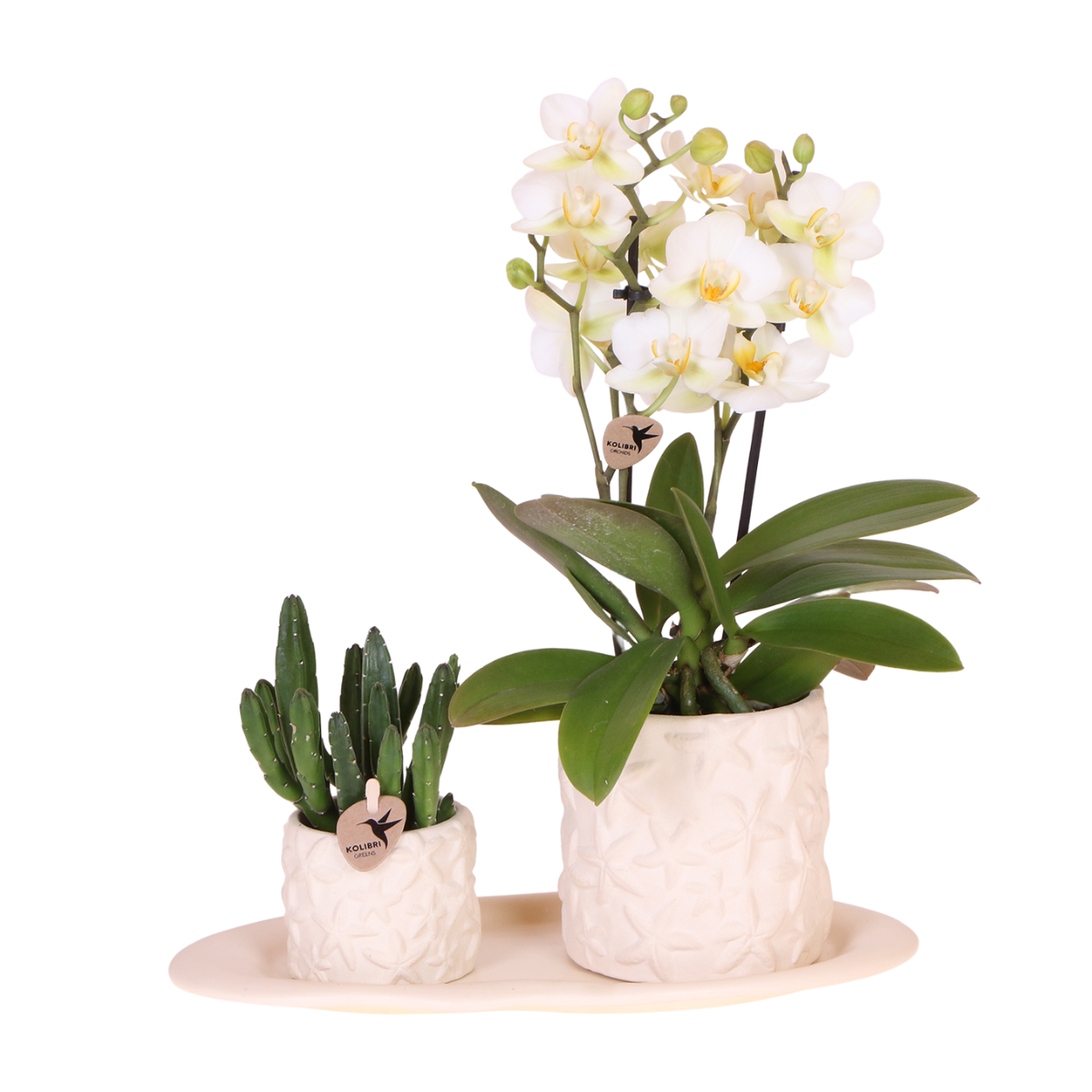 Witte Orchidee Lausanne En Succulent Incl. Keramiek Op Wit Dienblad