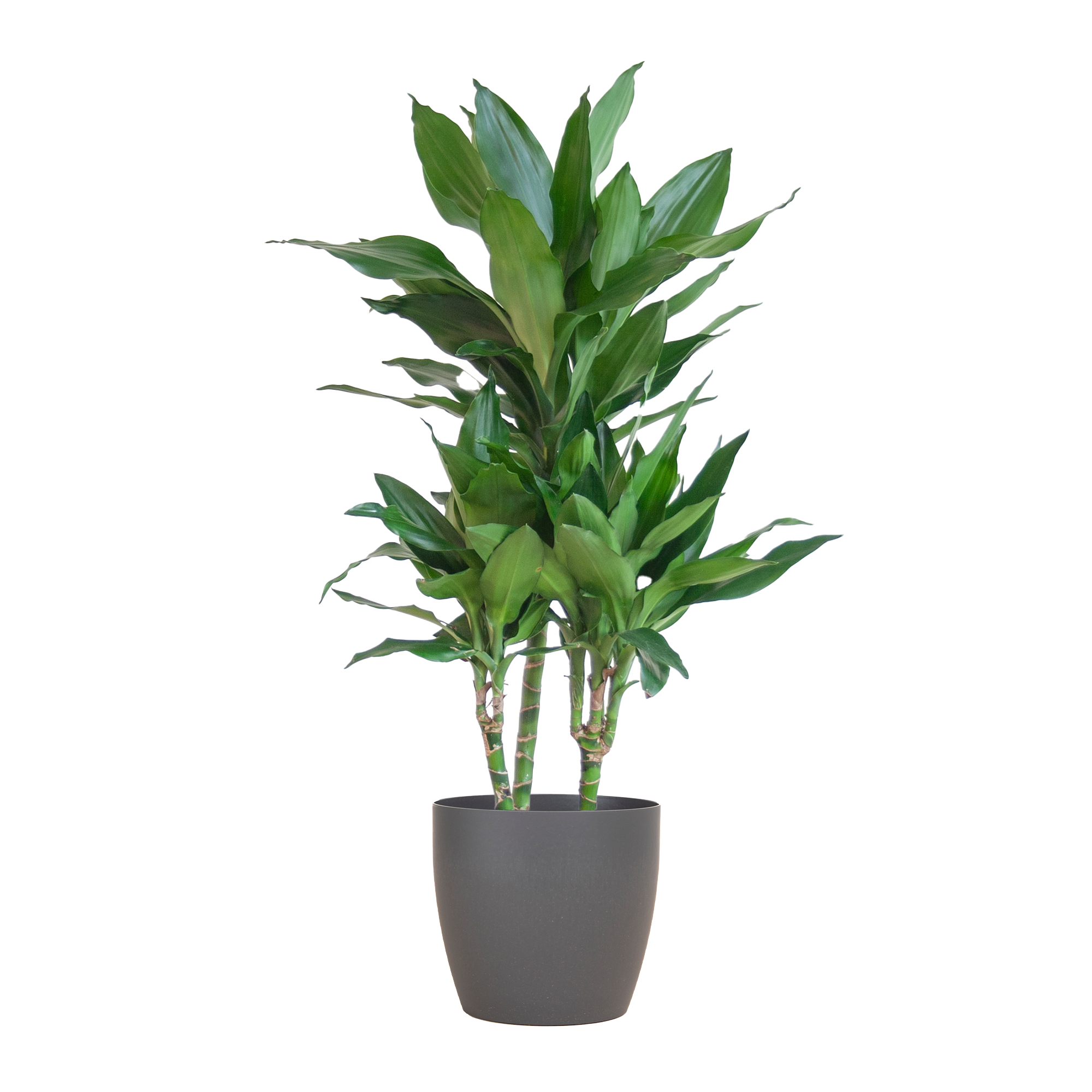 Dracaena Janet Lindt Met Viber Grijs - 95Cm - Ø21