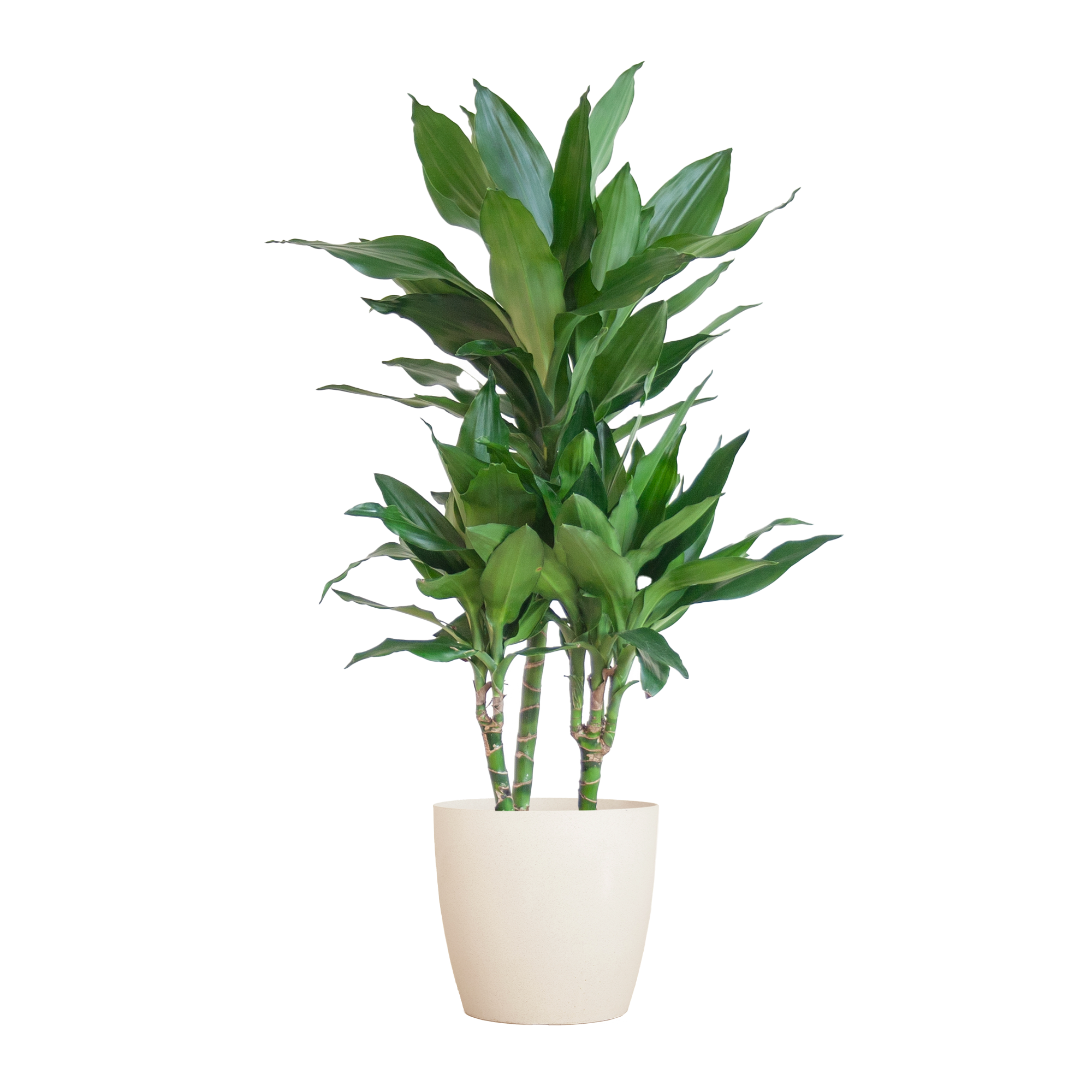 Dracaena Janet Lindt Met Viber Wit - 95Cm - Ø21