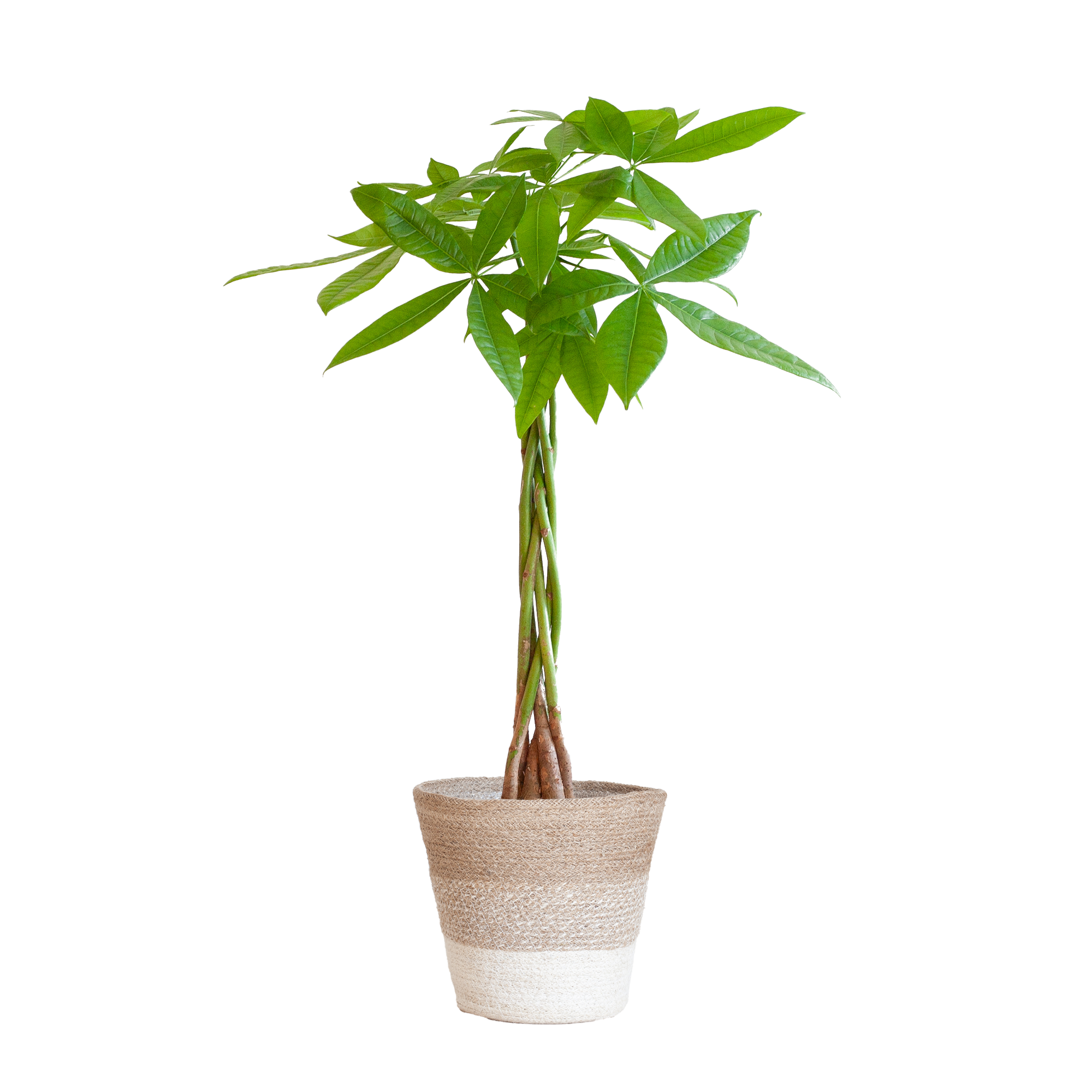 Pachira Aquatica Met Mand Lissabon Wit - 80Cm - Ø21