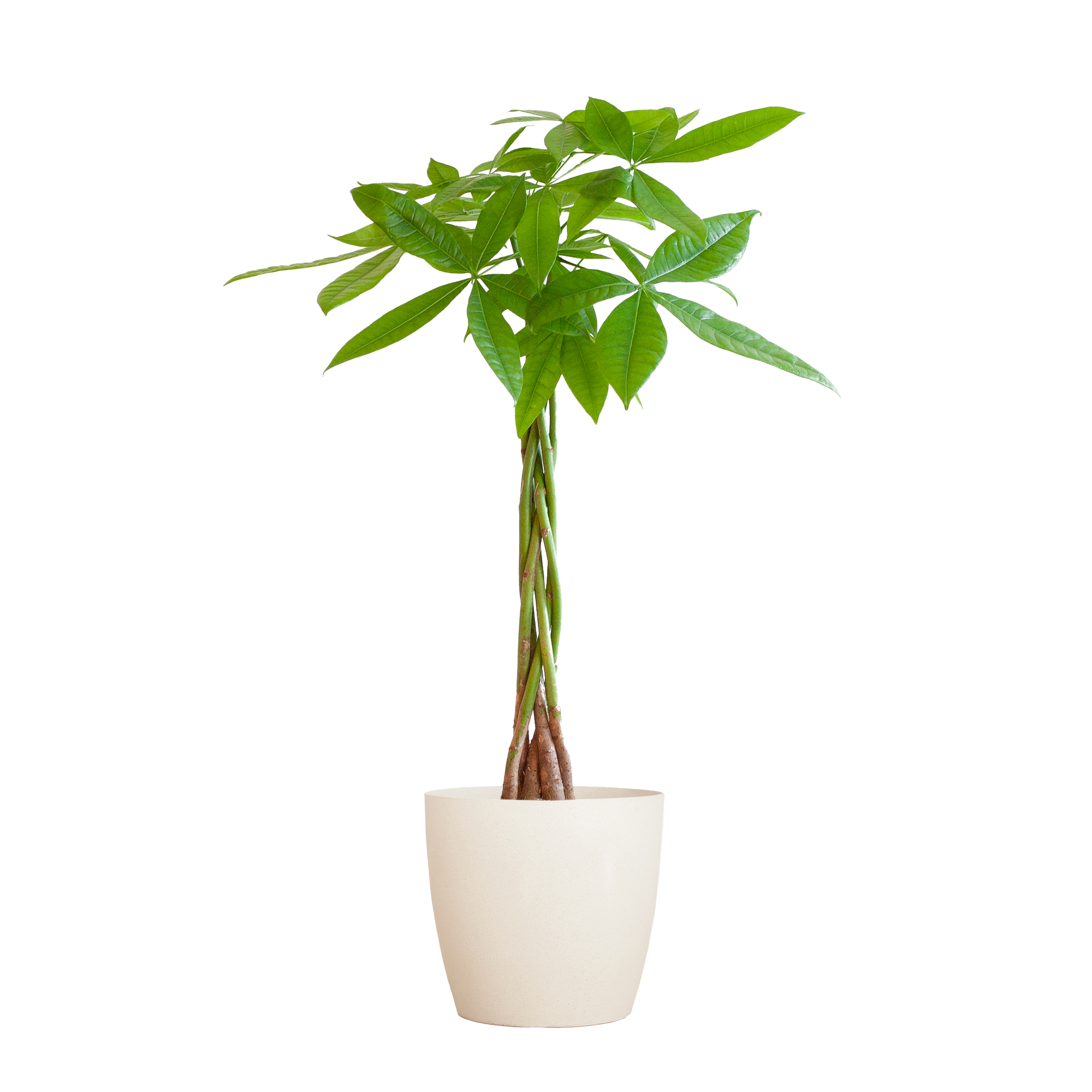 Pachira Aquatica Met Viber Wit - 80Cm - Ø21