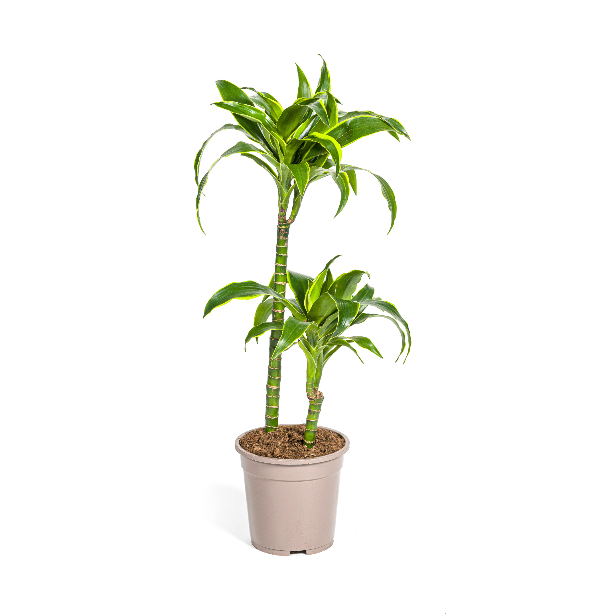 Dracaena Deremensis Dorado Ø19Cm - ↕80Cm