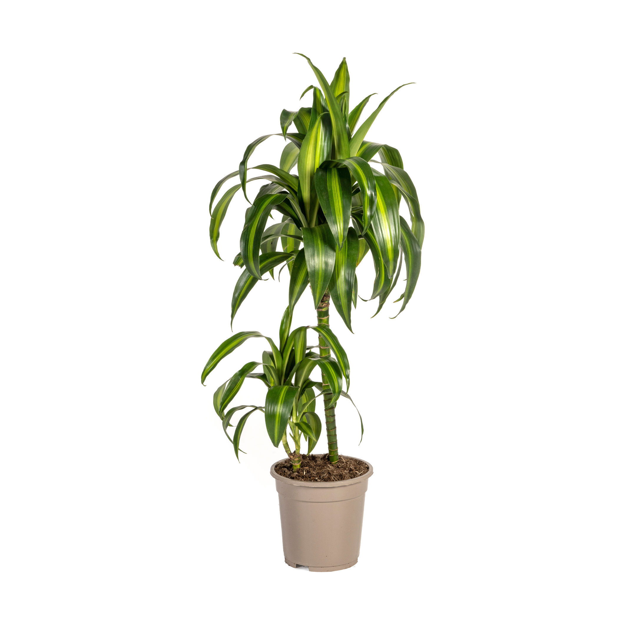 Dracaena Deremensis Hawaiian Sunshine Ø19Cm - ↕80Cm