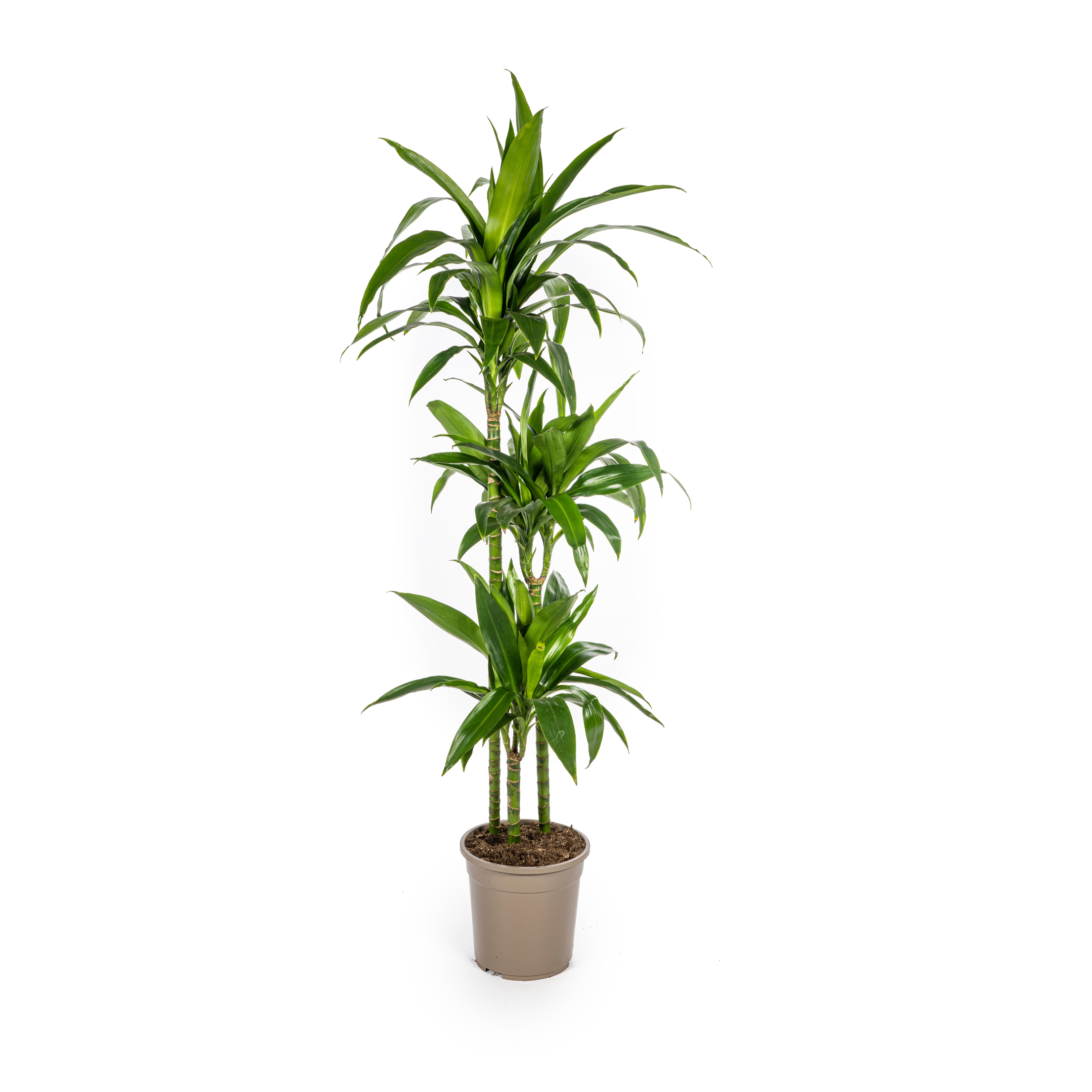 Dracaena Deremensis Lisa Ø24Cm - ↕140Cm