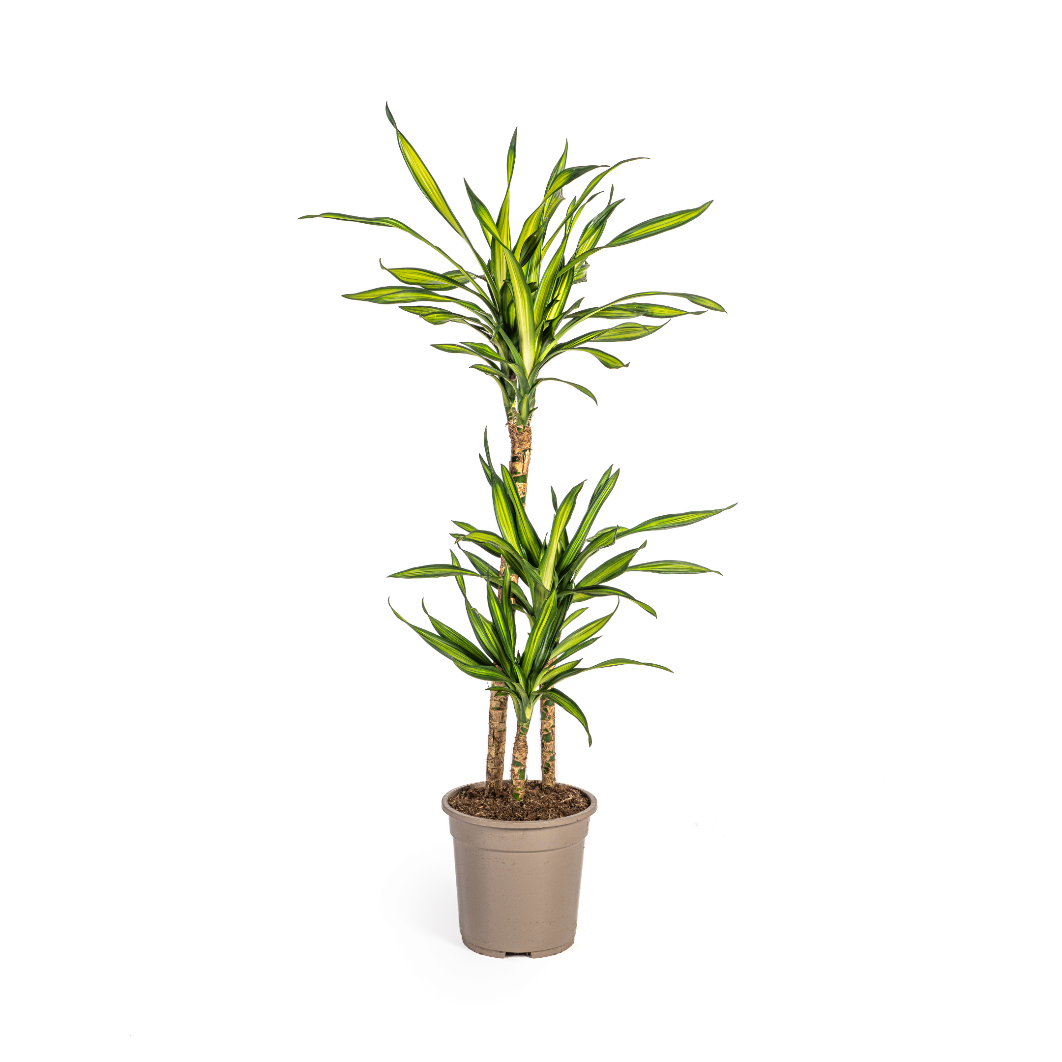 Dracaena Deremensis Rikki Ø21Cm - ↕100Cm