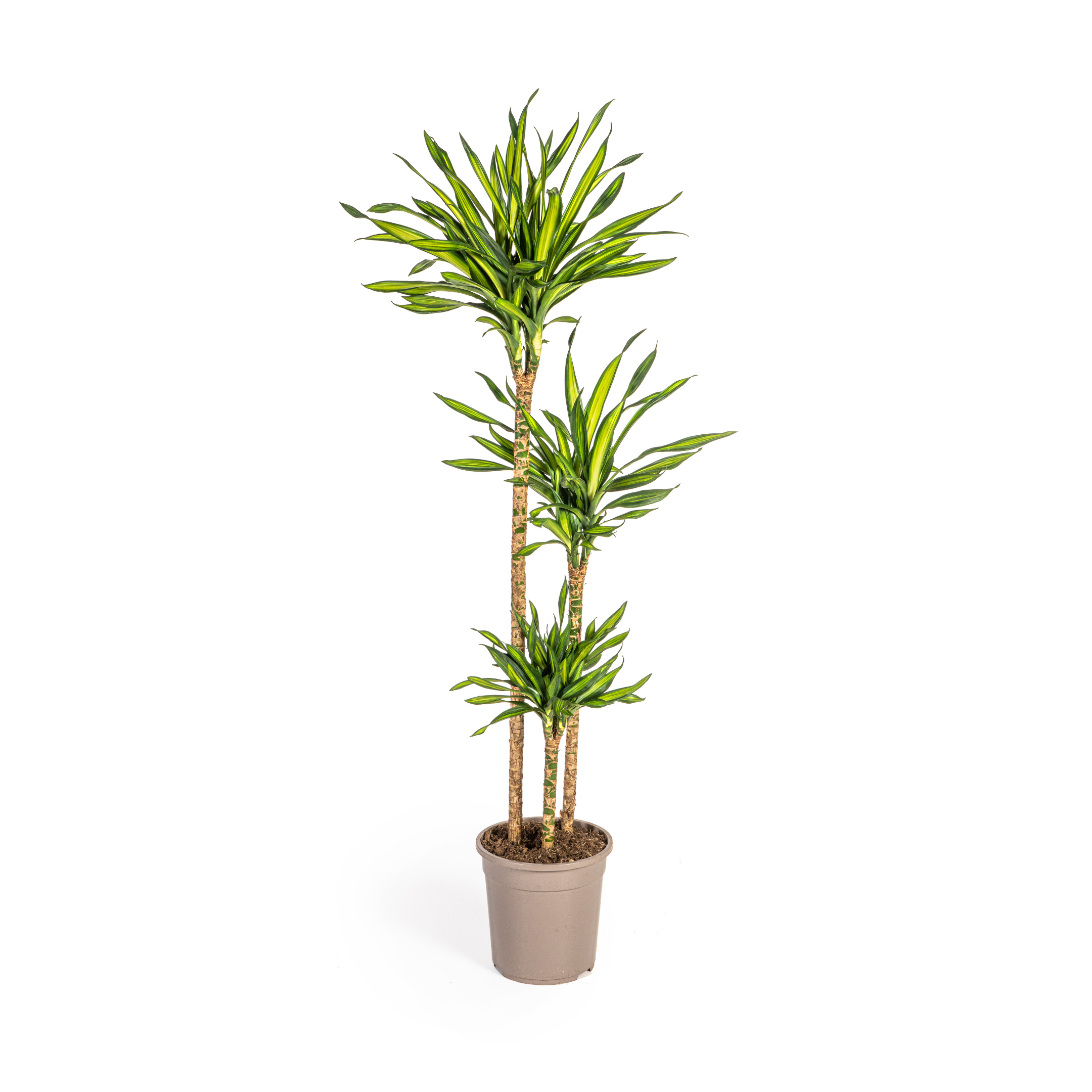 Dracaena Deremensis Rikki Ø24Cm - ↕140Cm