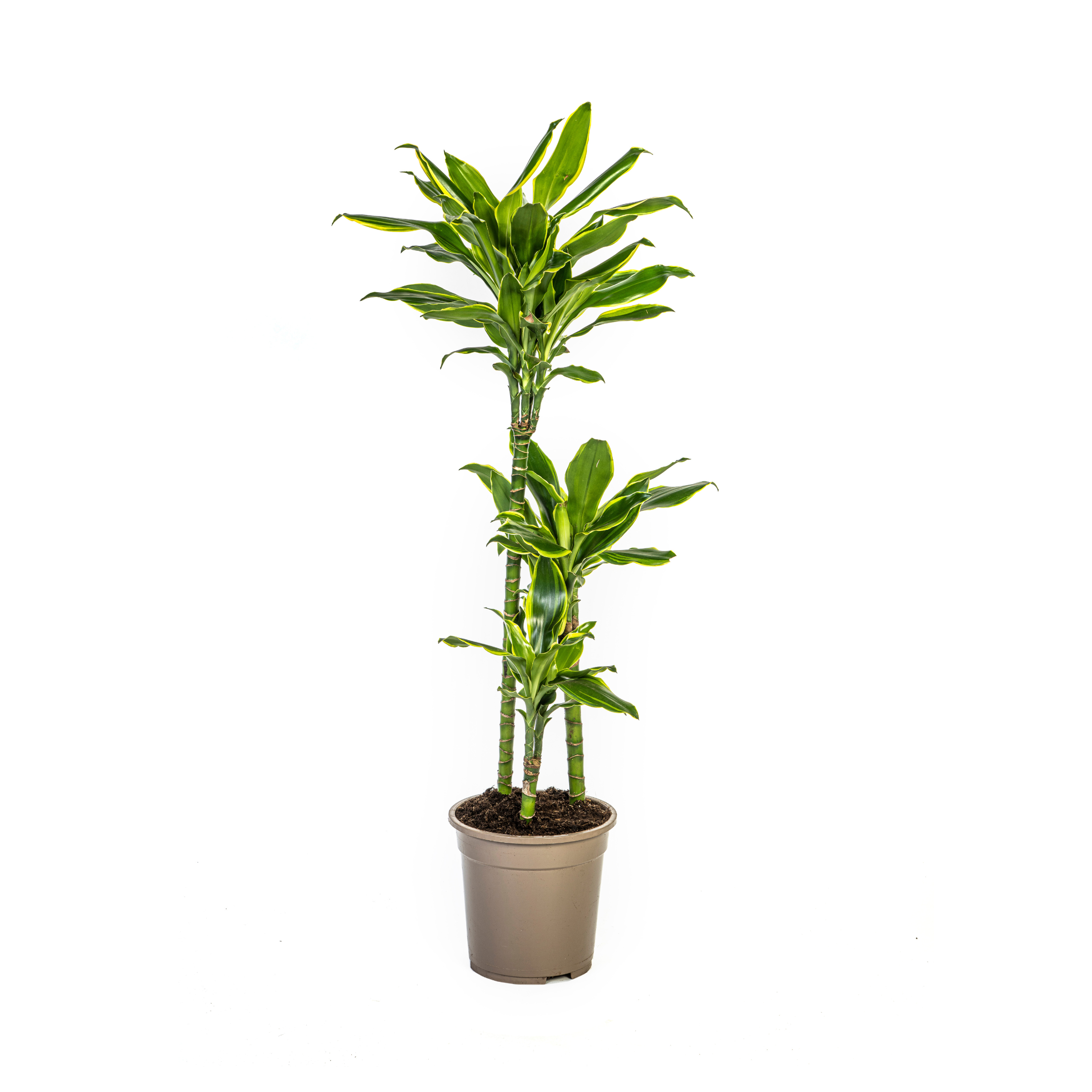 Dracaena Fragrans Golden Coast Ø21Cm - ↕100Cm