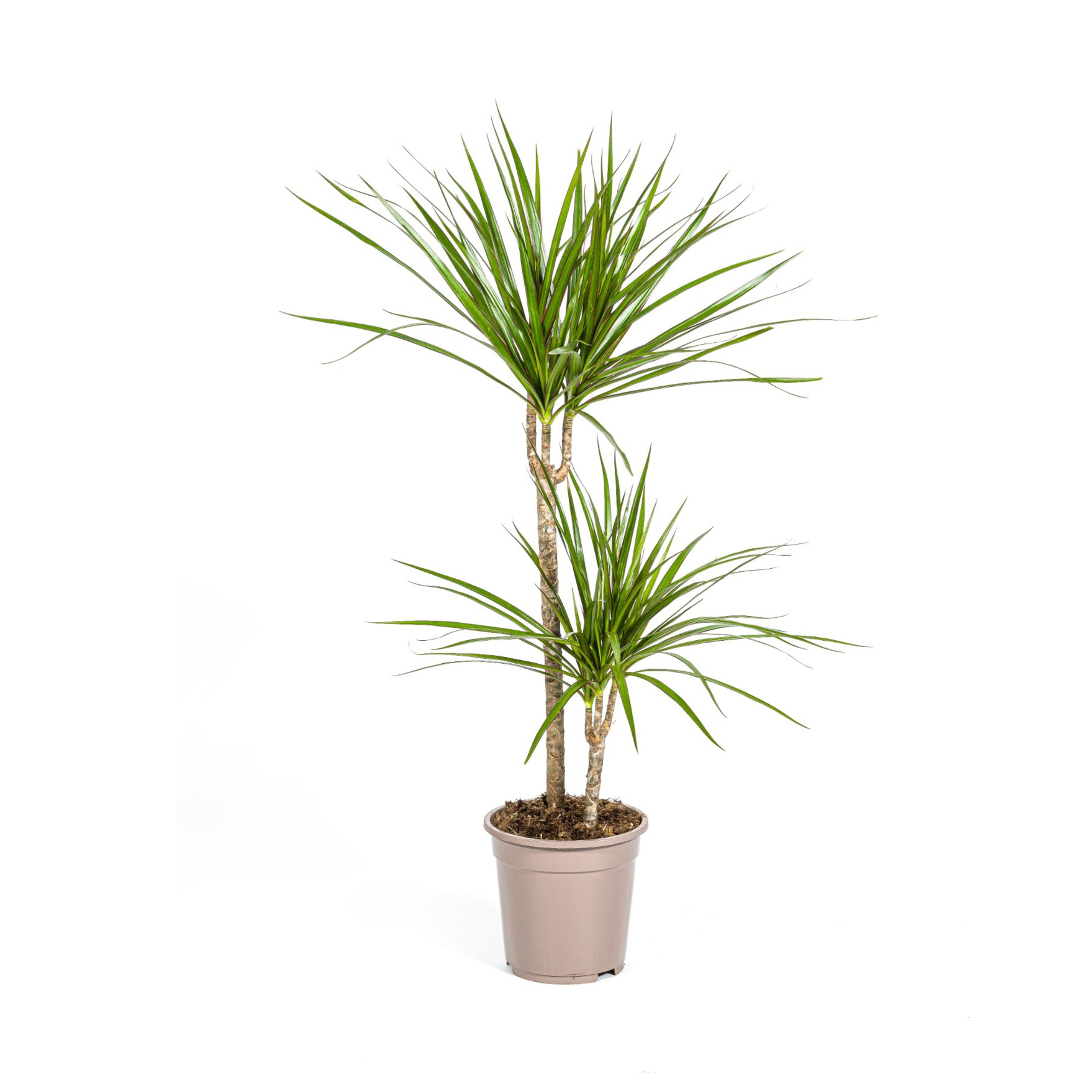 Dracaena Marginata Green Ø19Cm - ↕80Cm