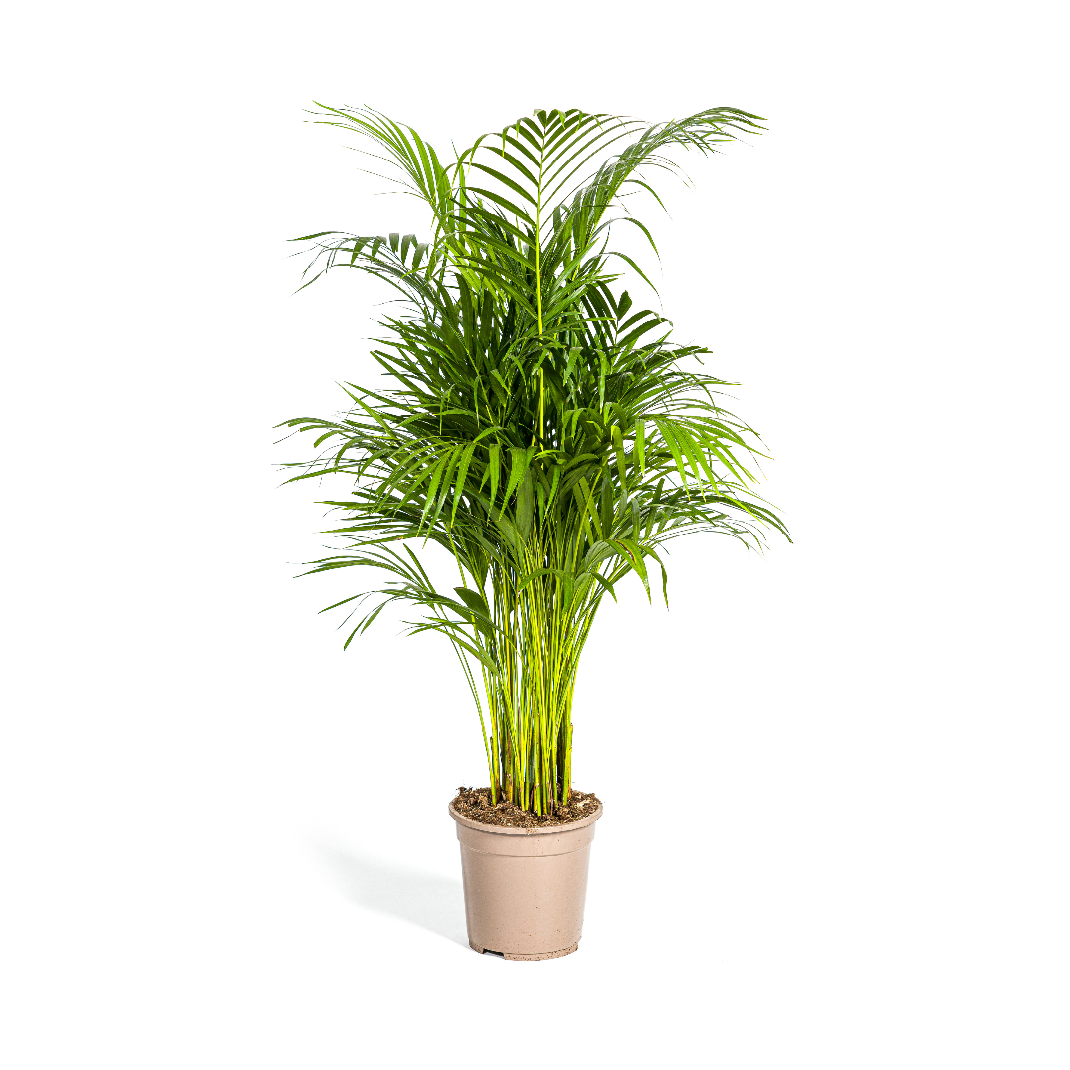 Dypsis Areca Lutescens Ø21Cm - ↕110Cm