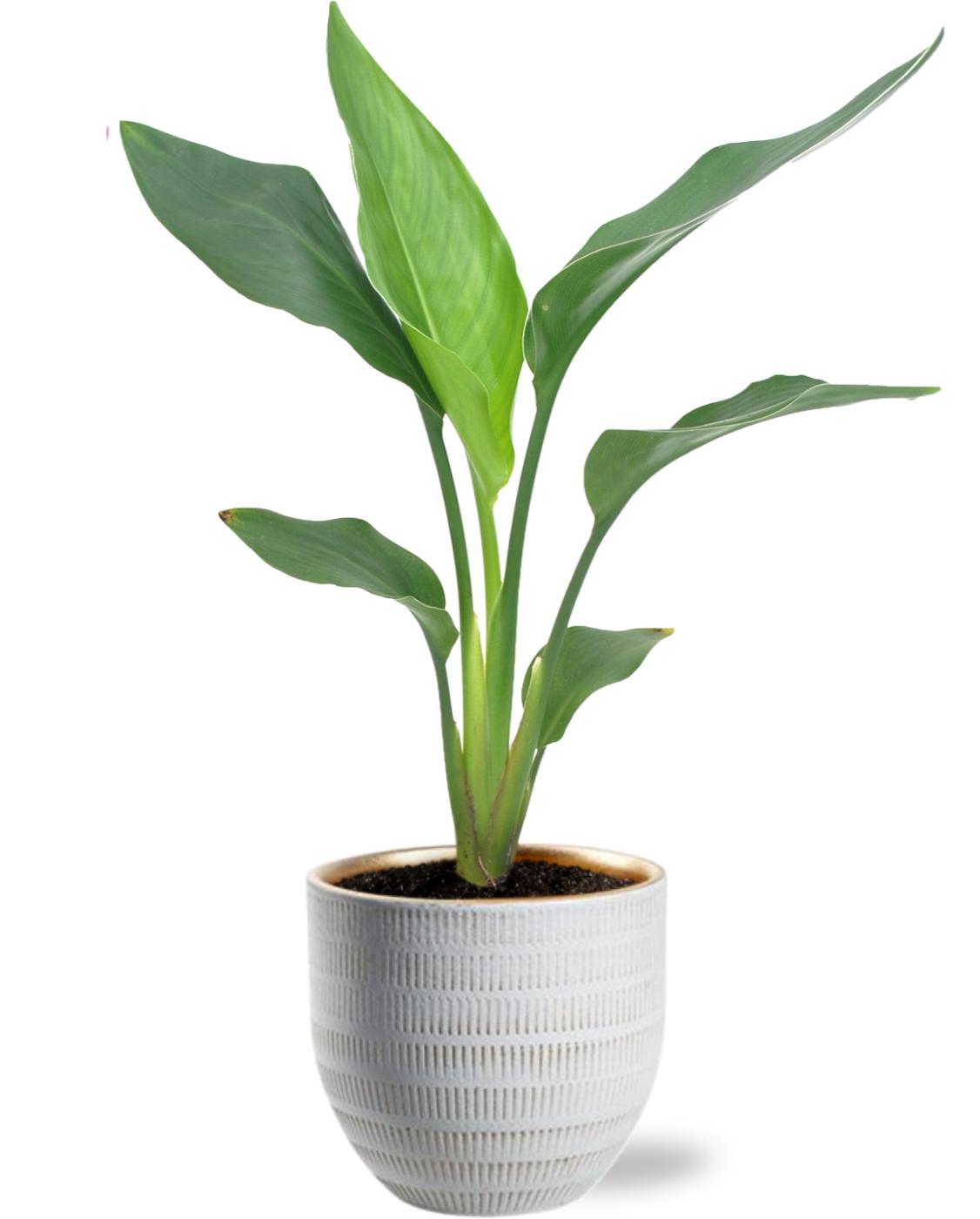 Strelitzia Reginea - Ø12Cm - ↕40Cm + Beau Pot D14X13Cm - Wit