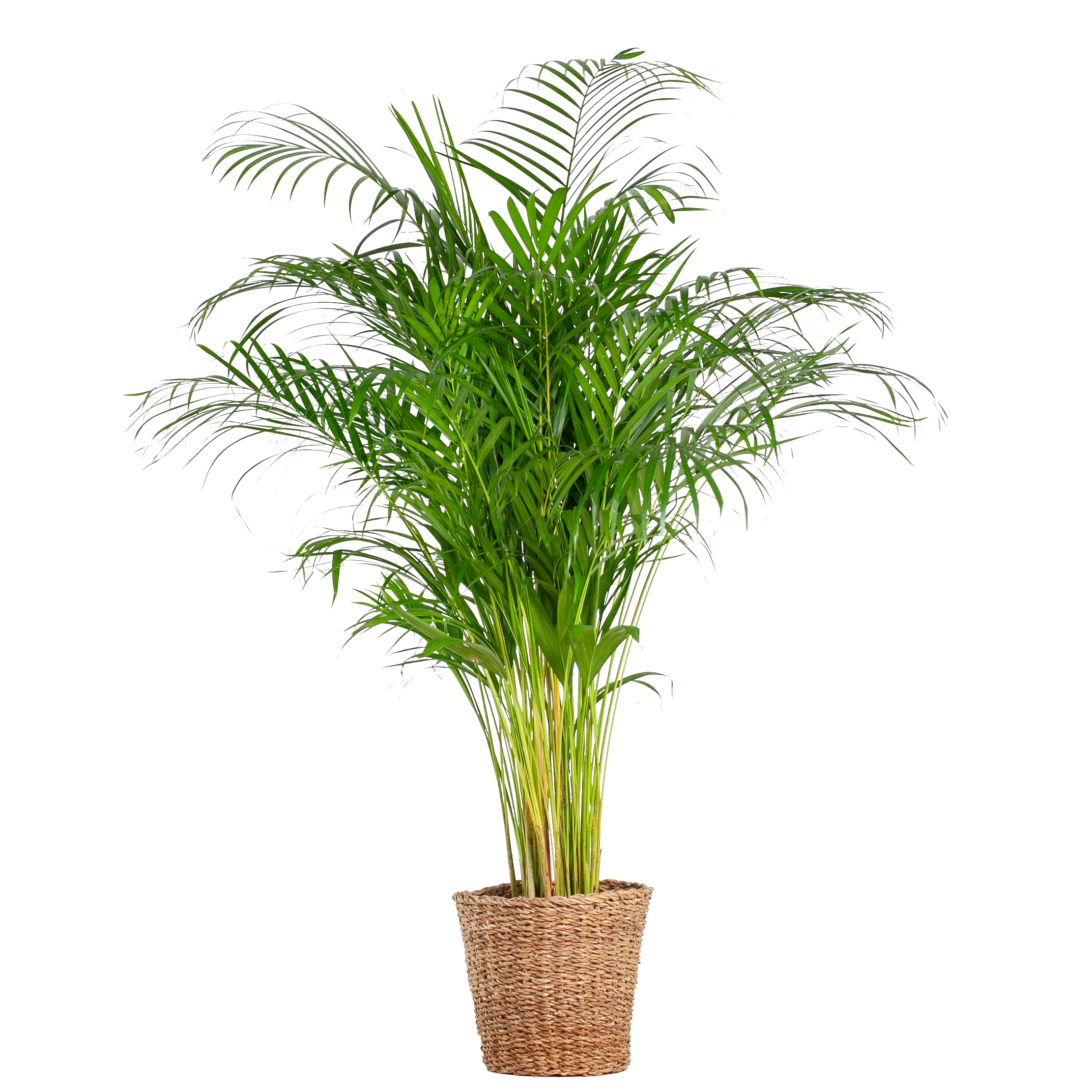 Areca Palm (Dypsis) Met Mand Torun - 120Cm - Ø24