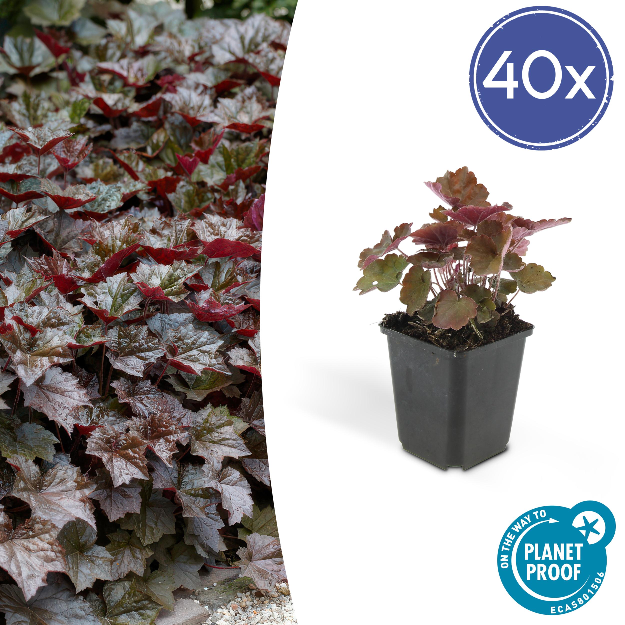 Heuchera mic. 'Palace Purple' - ↕25cm - Ø9cm - 40x