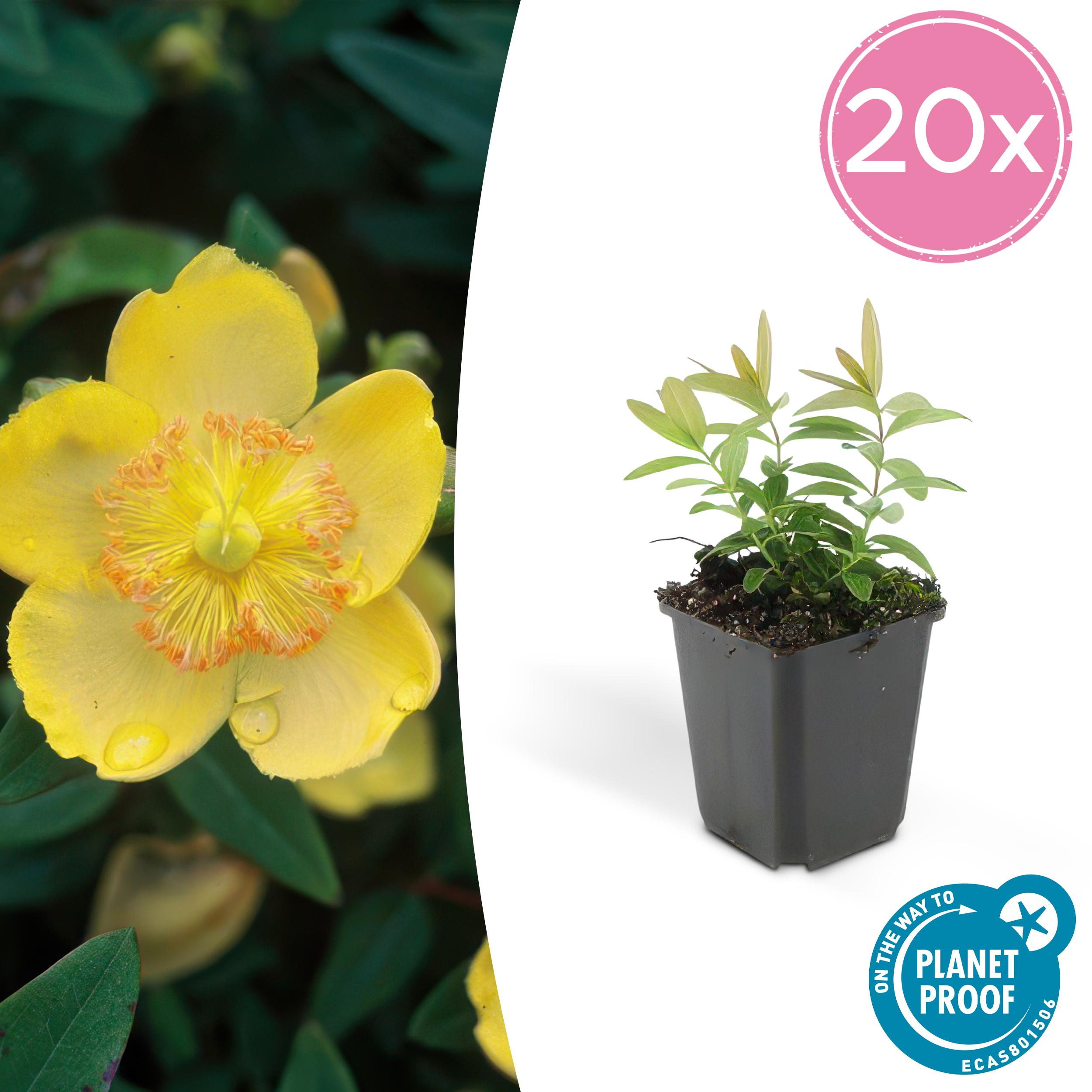 Hypericum calycinum - ↕10-25cm - Ø9cm - 20x