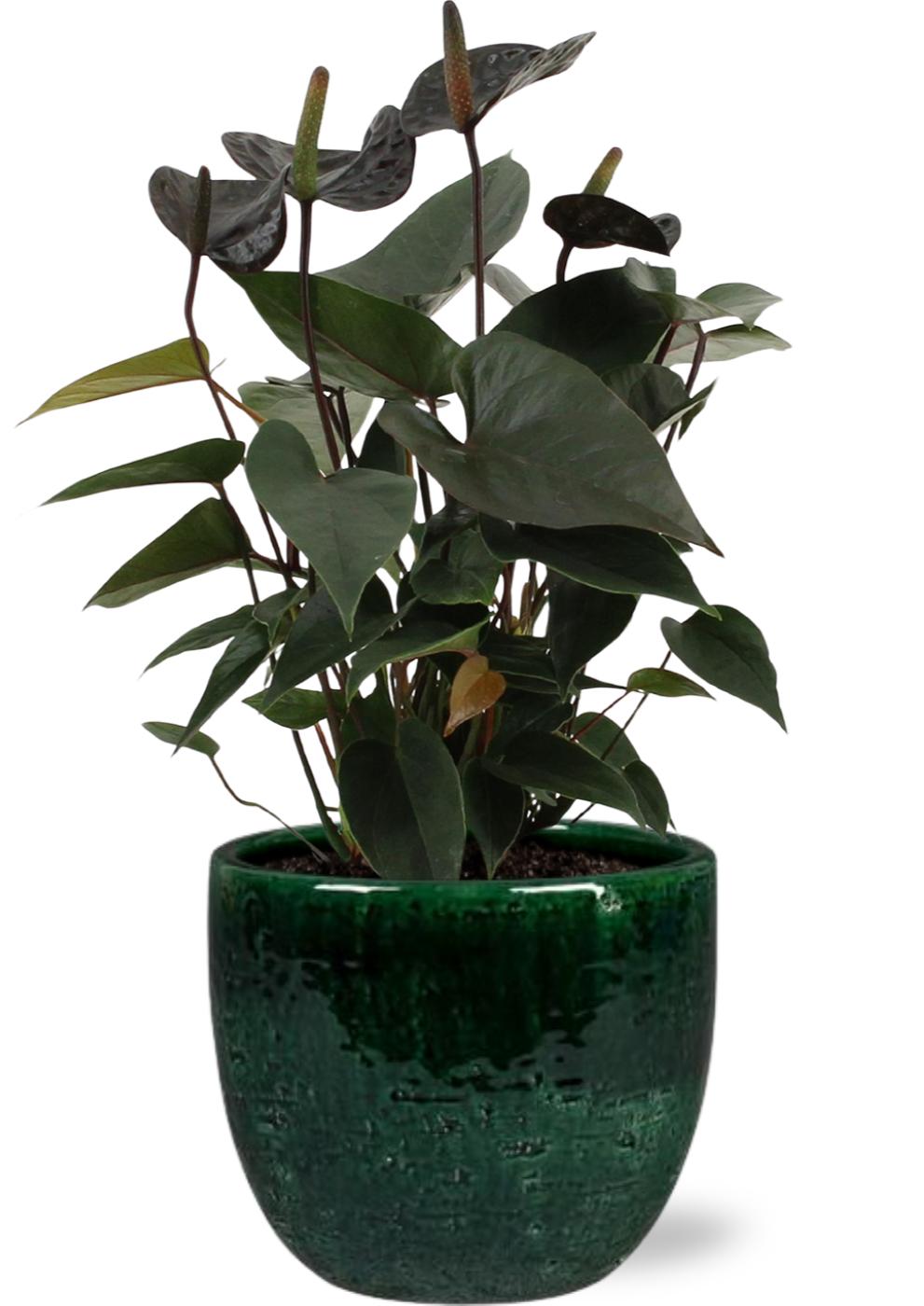 Anthurium Black Love - Ø12Cm - ↕36Cm + Jolin Pot D14X13Cm - Groen