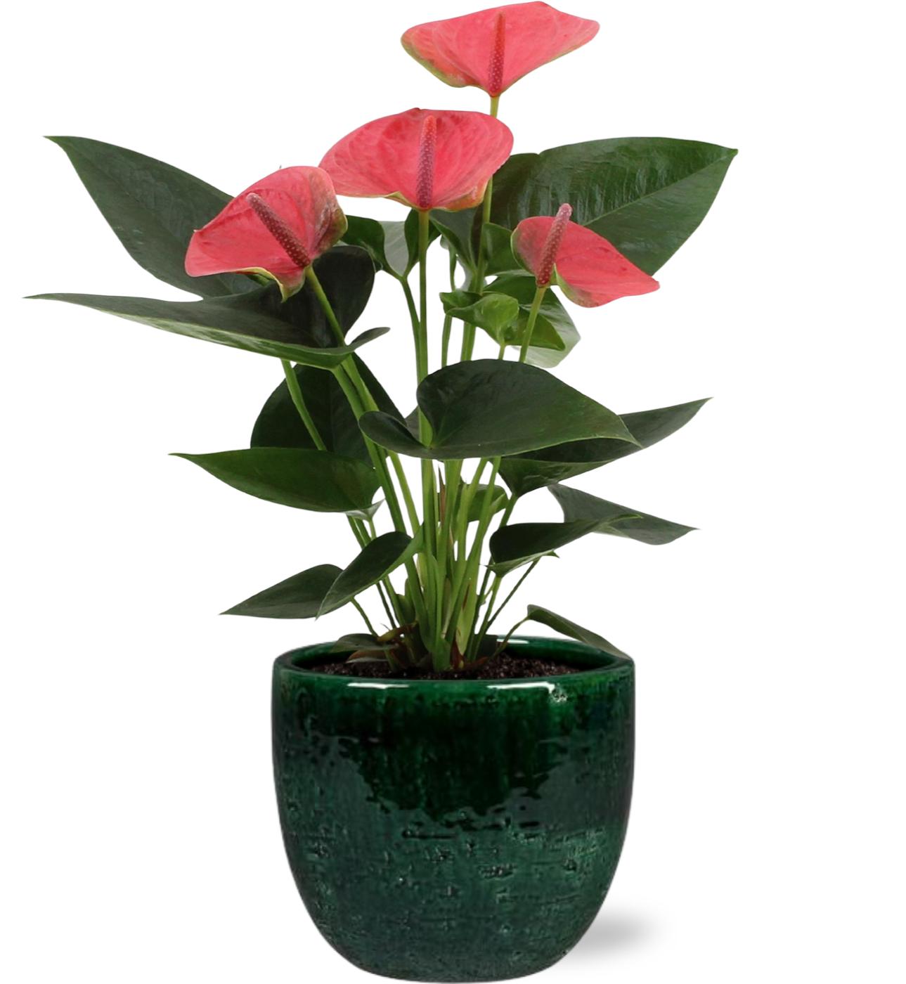Anthurium Sweet Dream - Ø12Cm - ↕36Cm + Jolin Pot D14X13Cm - Groen
