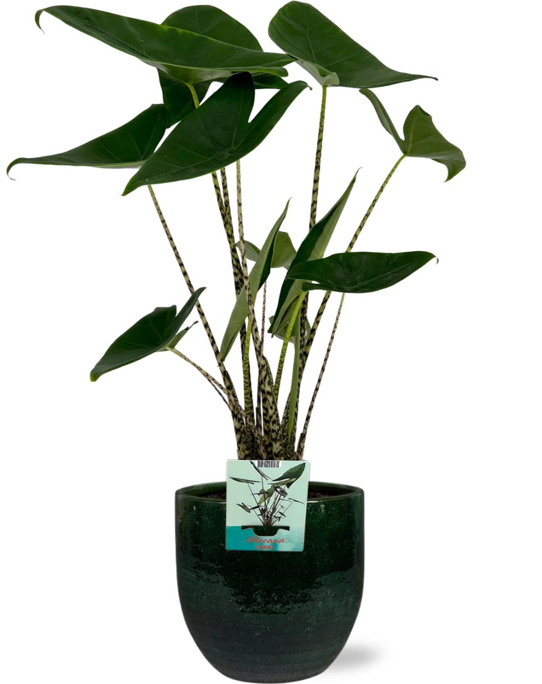 Alocasia Zebrina - Ø19Cm - ↕75Cm + Jolin Pot - Groen