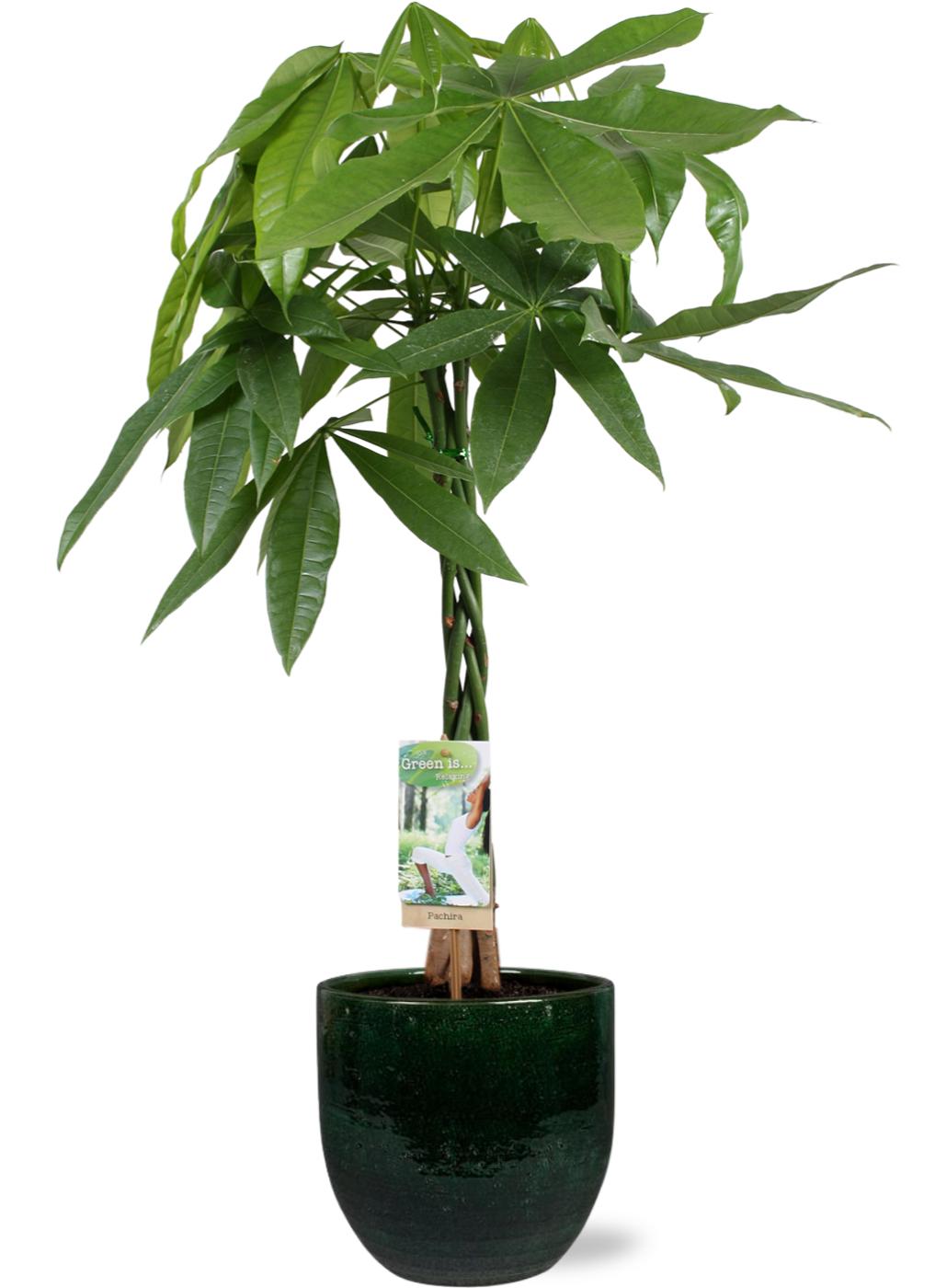 Pachira Aquatica - Ø21Cm - ↕90Cm + Jolin Pot - Groen