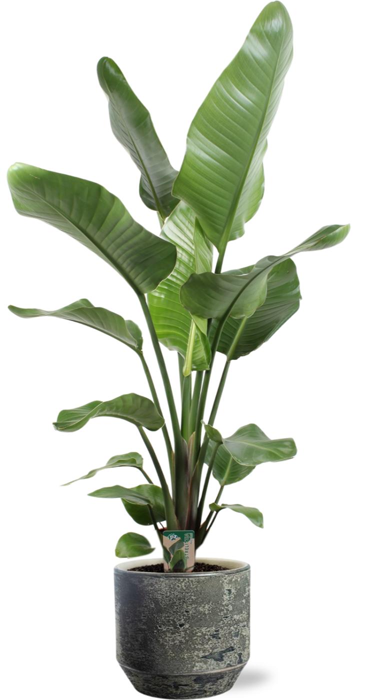 Strelitzia Nicolai - Ø21Cm ↕100Cm + Lars Pot - Grijs