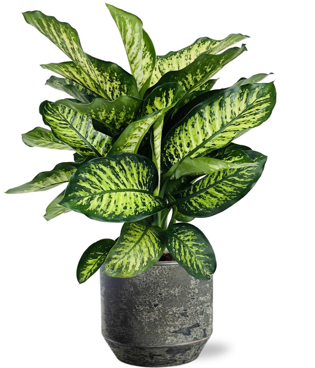 Dieffenbachia Camilla - Ø21Cm - ↕75Cm + Lars Pot - Grijs
