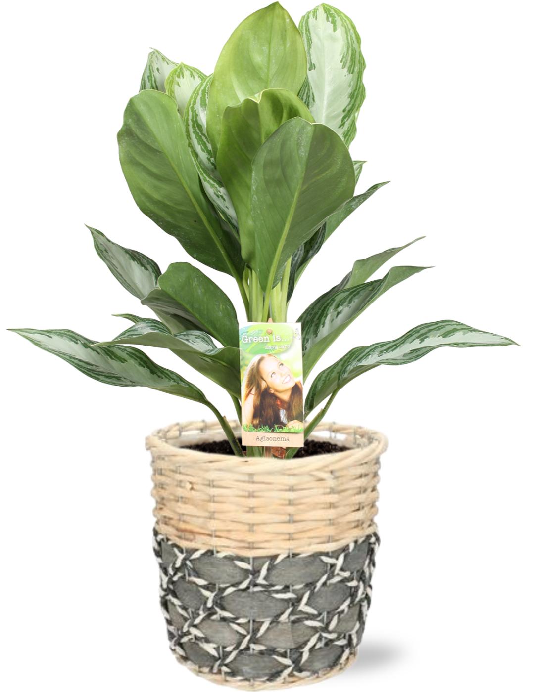 Aglaonema Silver Bay - Ø17Cm - ↕55Cm + Lexi Pot - Grijs