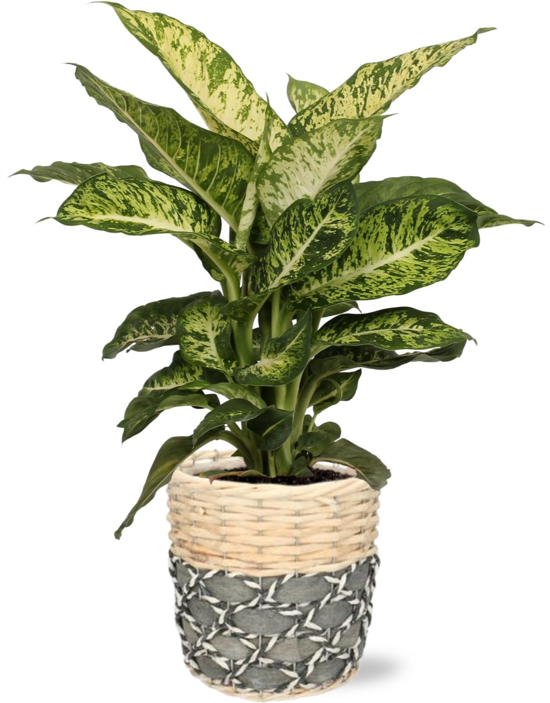 Dieffenbachia Mars - Ø17Cm - ↕50Cm + Lexi Pot - Grijs