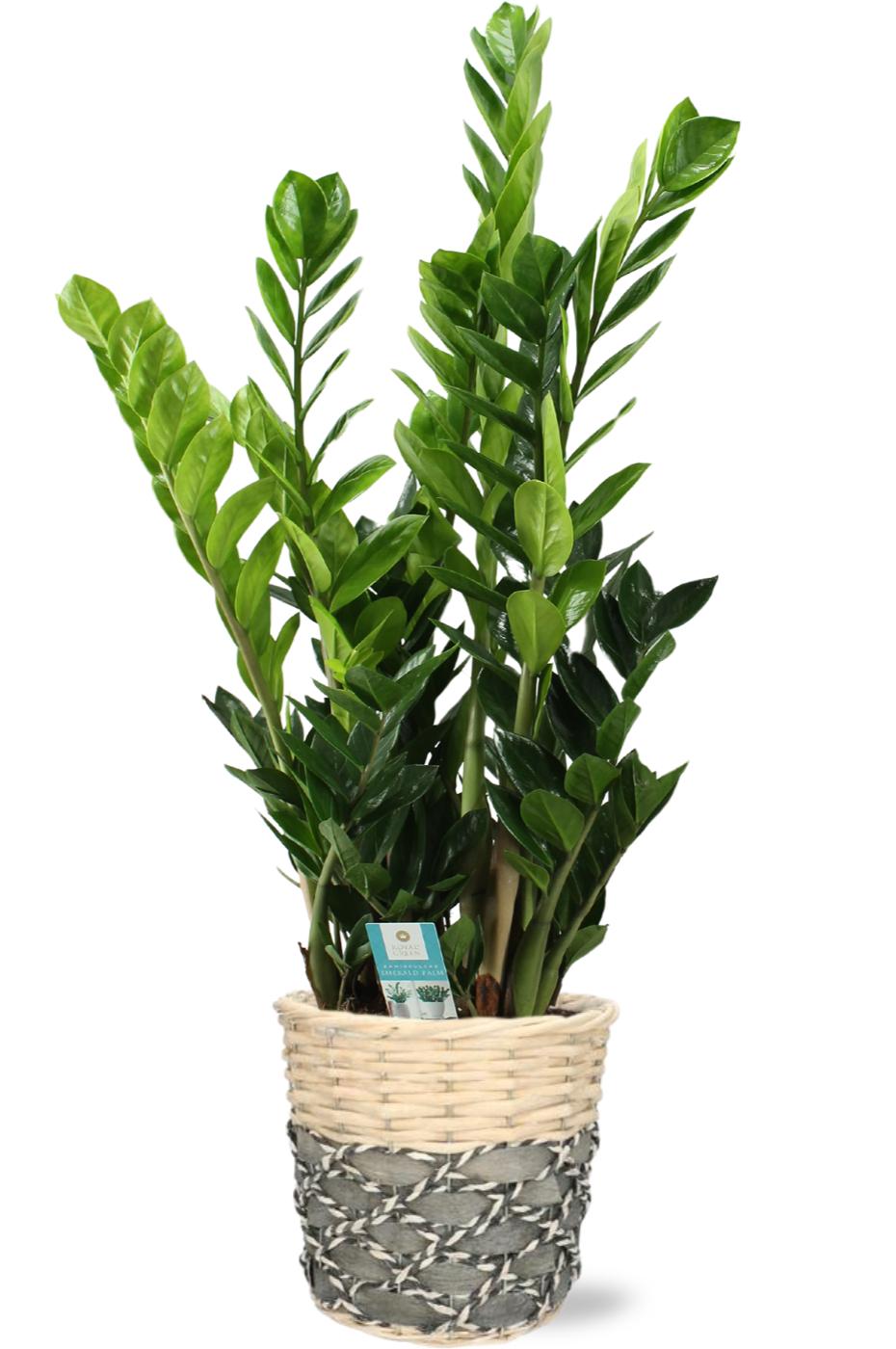 Zamioculcas - Ø21Cm - ↕100Cm + Lexi Pot - Grijs
