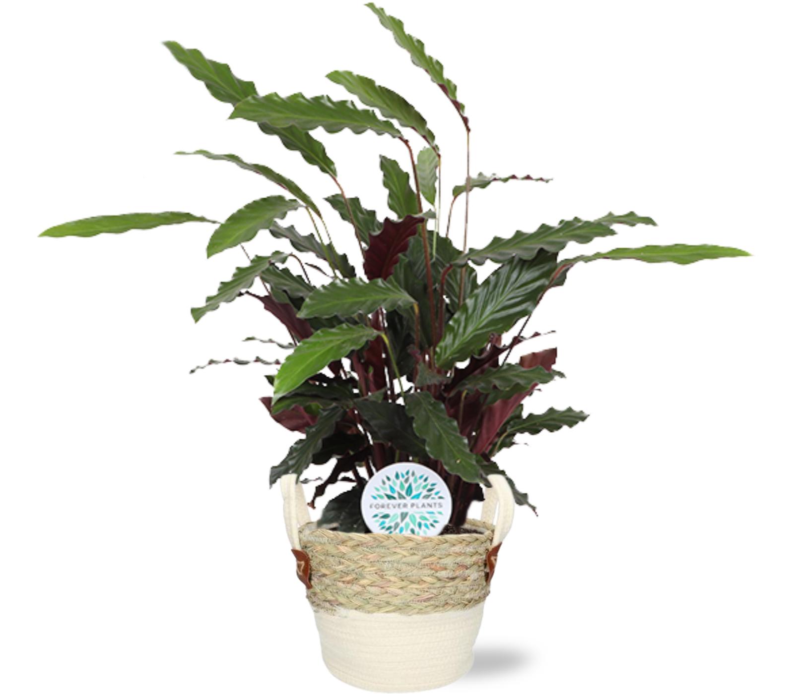 Calathea Rufibarba - Ø21Cm - ↕85Cm + Lily Pot - Wit
