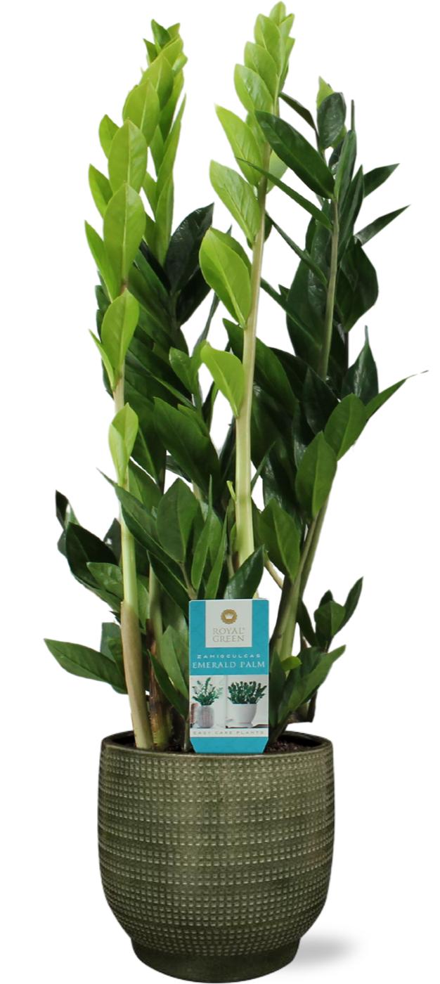 Zamioculcas Zamiifolia - Ø17Cm - ↕70Cm + Lykke Pot - Groen