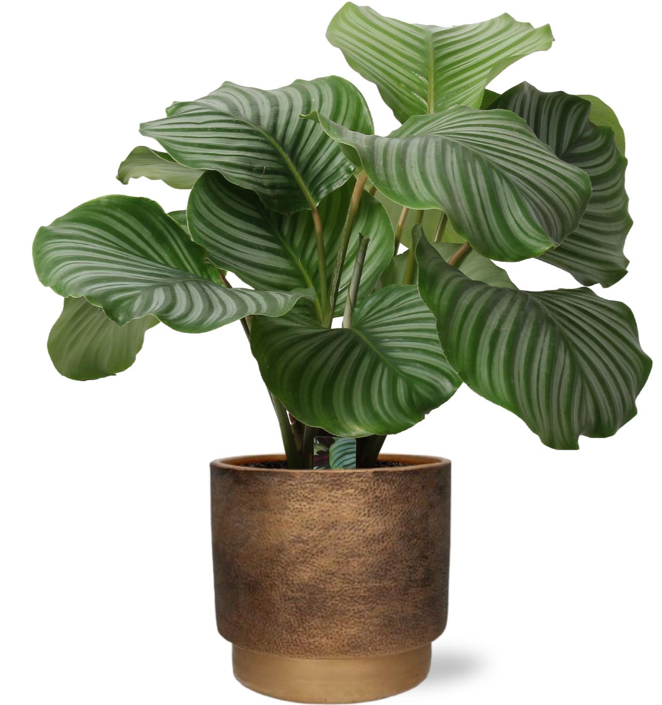 Calathea Orbifolia - Ø21Cm - ↕50Cm + Merel Pot - Goud