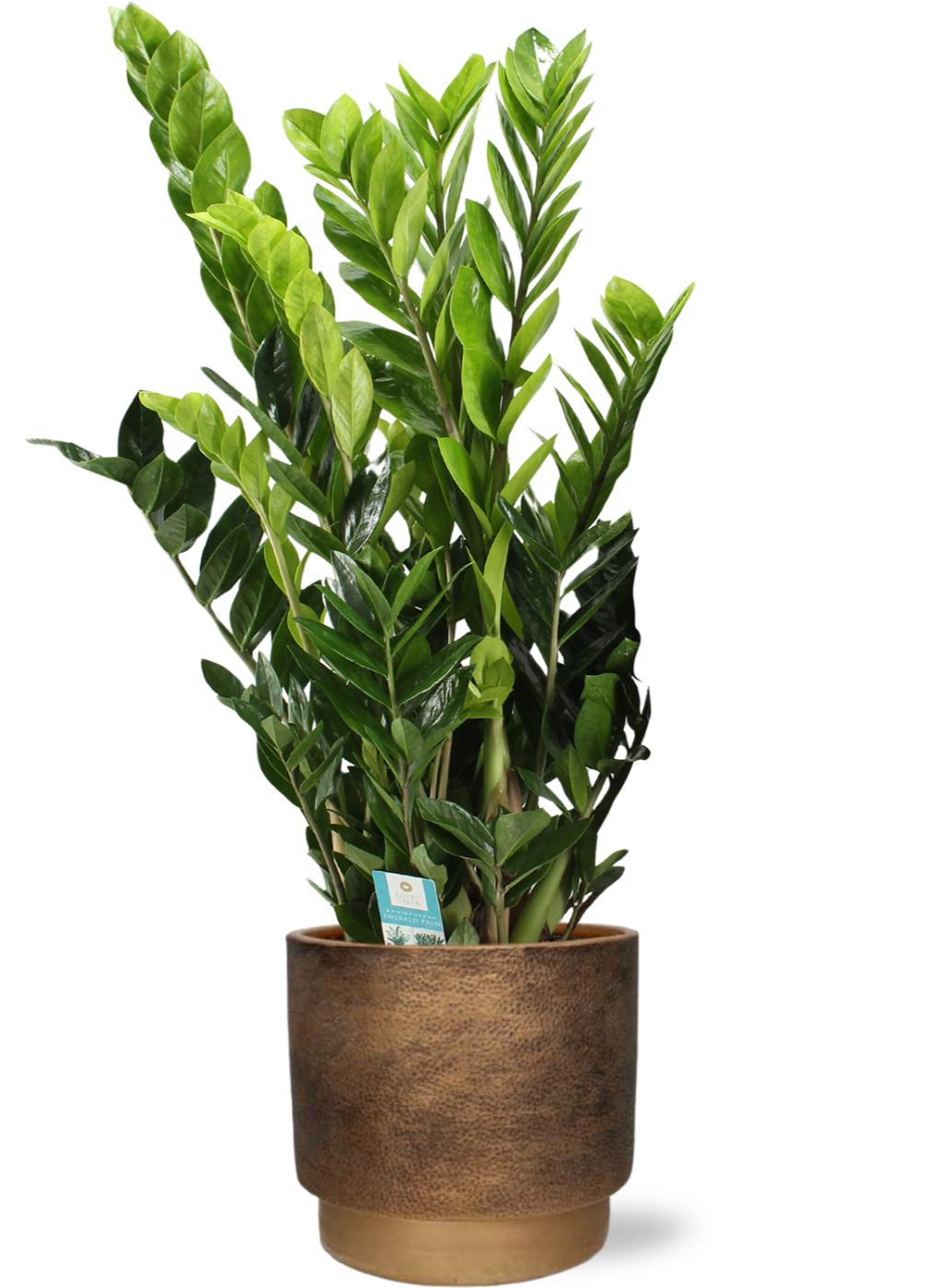 Zamioculcas Zamiifolia - Ø21Cm - ↕95Cm + Merel Pot - Goud
