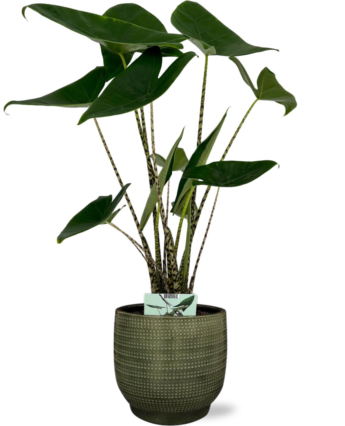 Alocasia Zebrina - Ø19Cm - ↕75Cm + Lykke Pot - Groen