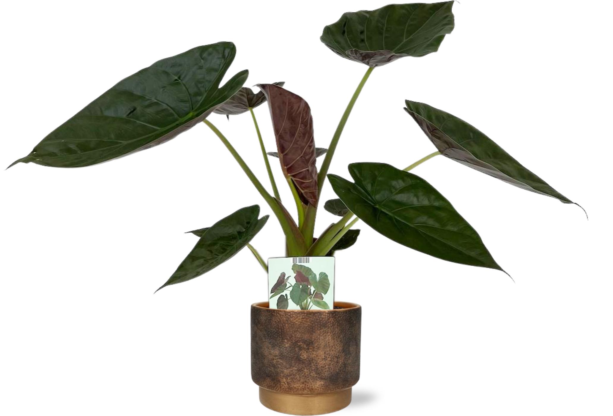 Alocasia Wentii - Ø19Cm - ↕85Cm + Merel Pot - Goud